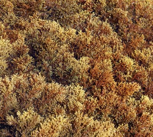 Brown algae in skincare Brown algae