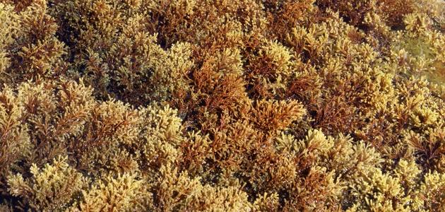 Brown algae in skincare Brown algae