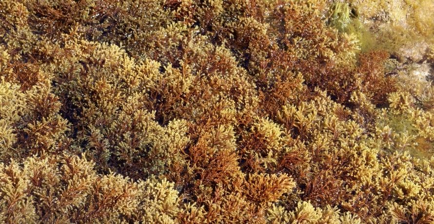 So wirken Braunalgen in der Kosmetik